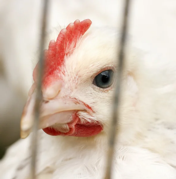 White chicken  animal — Stock Photo, Image