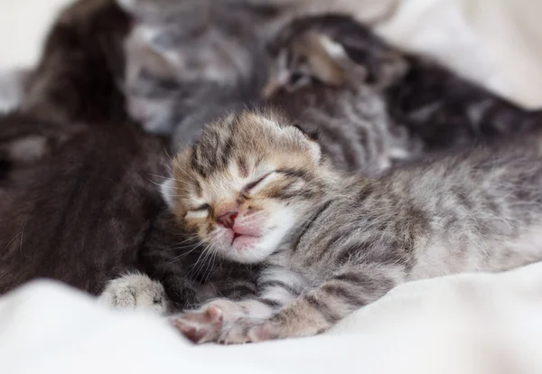 Gattini dormienti — Foto Stock