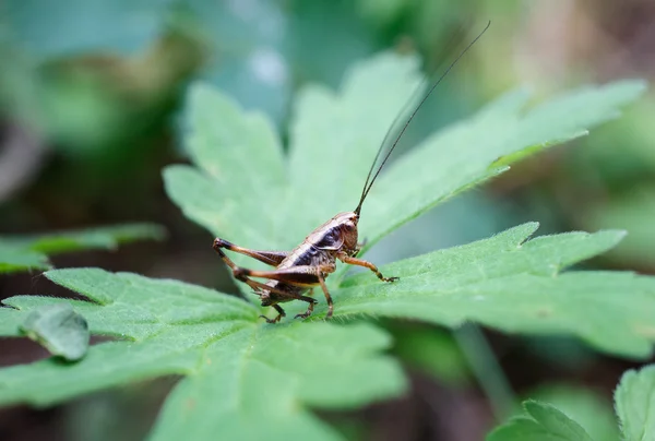 在绿叶上甲虫 — 图库照片