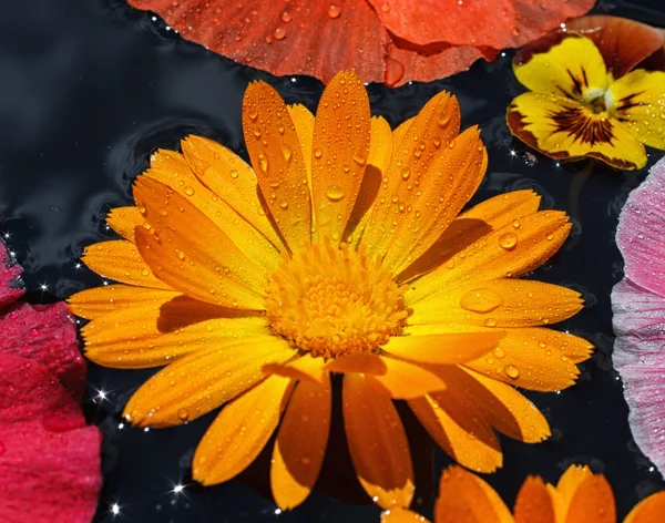 Calendulas con gotas de rocío —  Fotos de Stock