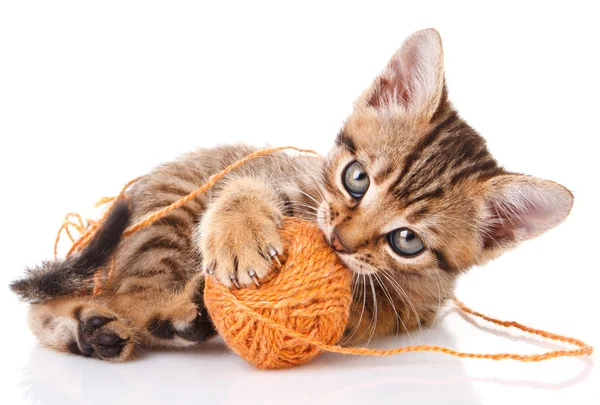 Topu ile oynak tabby yavru kedi — Stok fotoğraf