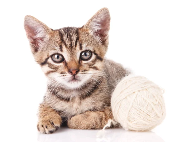 Beyaz topu ile yavru kedi — Stok fotoğraf