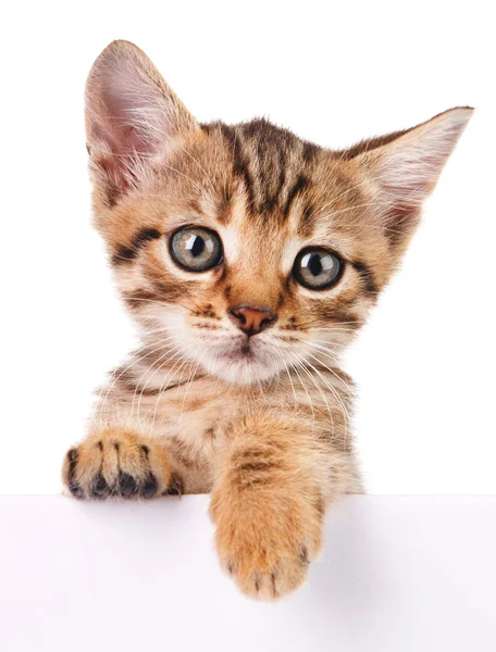 Boş asılı yavru kedi — Stok fotoğraf