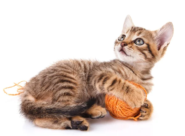 Lekfull tabby kattunge med boll — Stockfoto