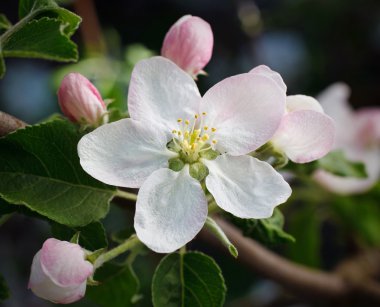 elma çiçekler ilkbaharda