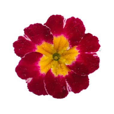 Pembe Primula ile çiy damlaları