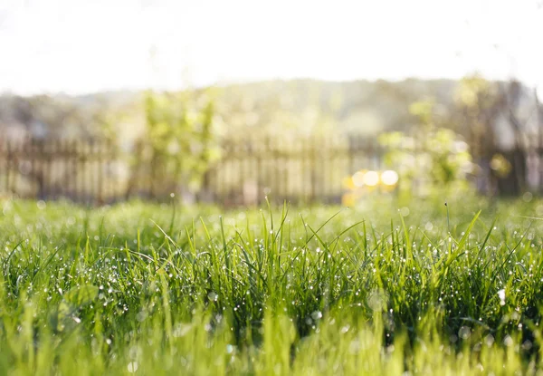 Frühlingsgarten mit Gras — Stockfoto