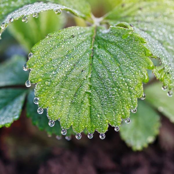 Rocía gotas en las hojas —  Fotos de Stock