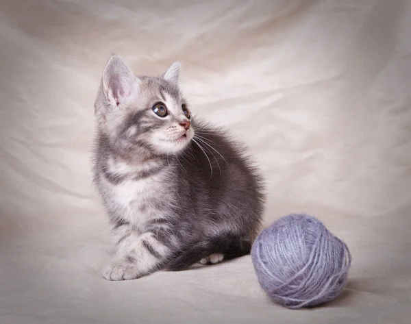 Vackra grå kattunge med boll — Stockfoto