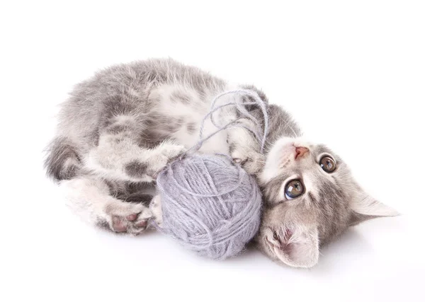 Playful  kitten with gray ball — Stock Photo, Image