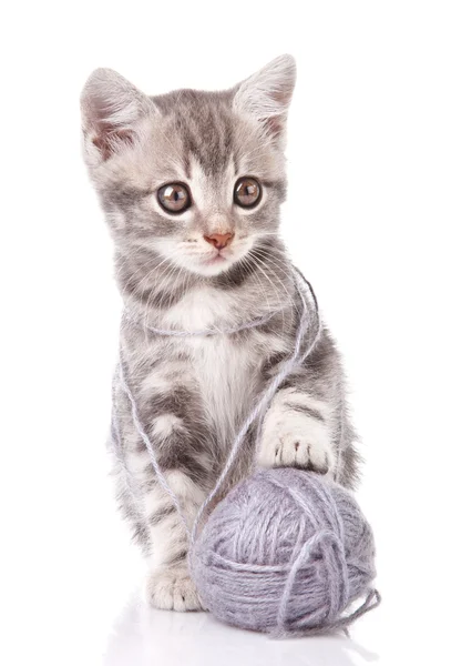 Gri topu ile güzel yavru kedi — Stok fotoğraf