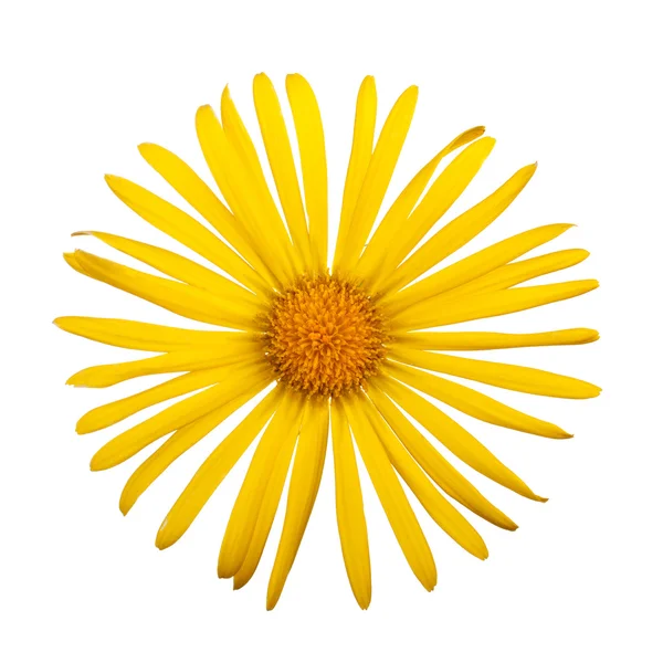 Gele bloem daisy — Stockfoto