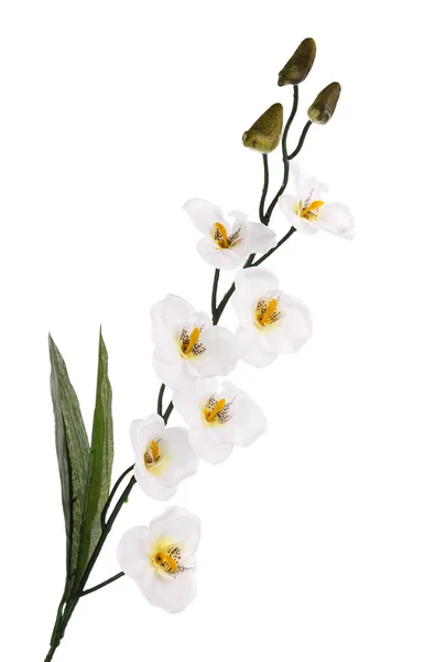 Branch of white  orchids — Stock Photo, Image