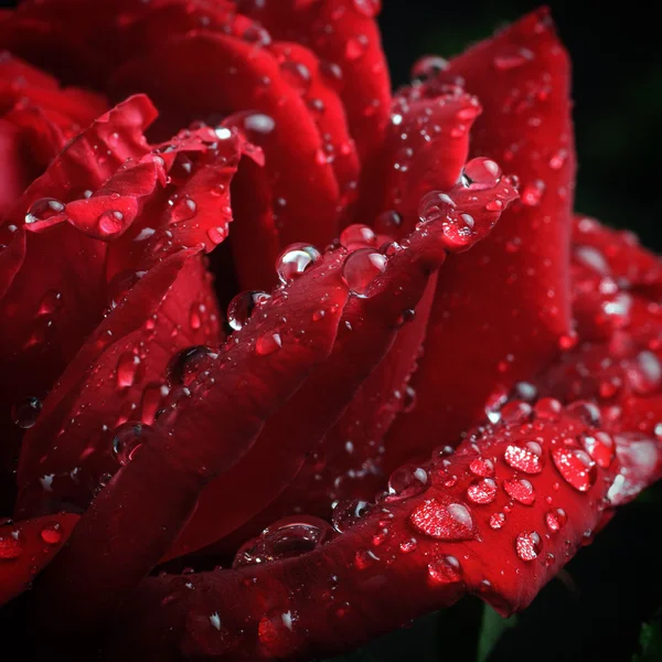 Rode roos met dauwdruppels — Stockfoto