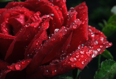 Çiyli kırmızı gül