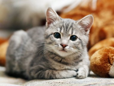 Kedi kedi ilginç