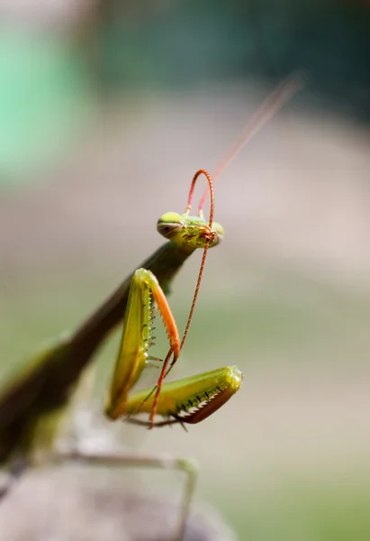 Green mantis on nature — Stock Photo, Image