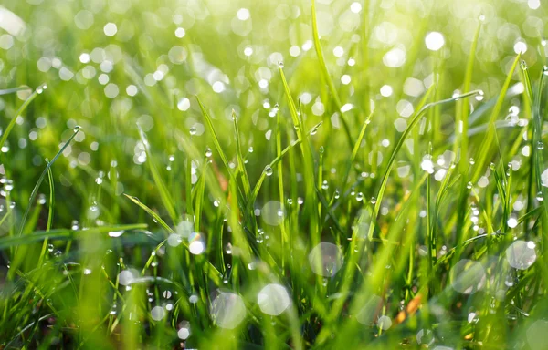 Grünes Gras mit Wassertropfen — Stockfoto