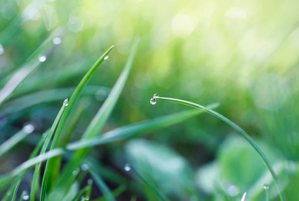 Waterdruppels op gras — Stockfoto