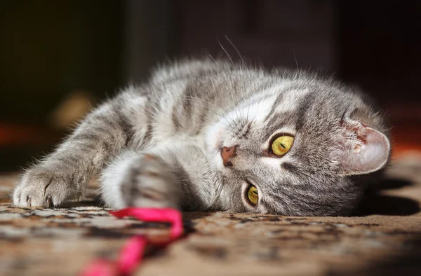 Grijs gestreepte kat spelen — Stockfoto