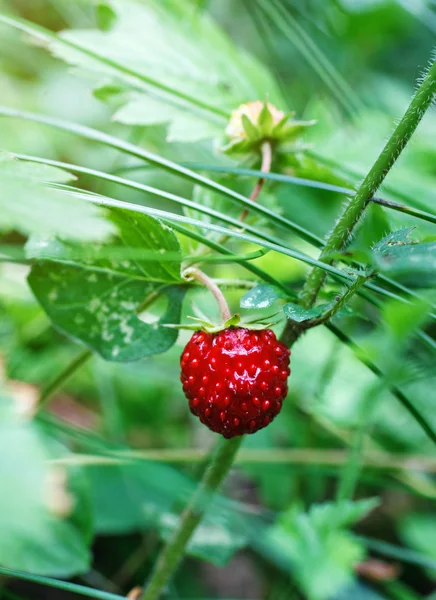 Fresas rojas frescas — Foto de Stock