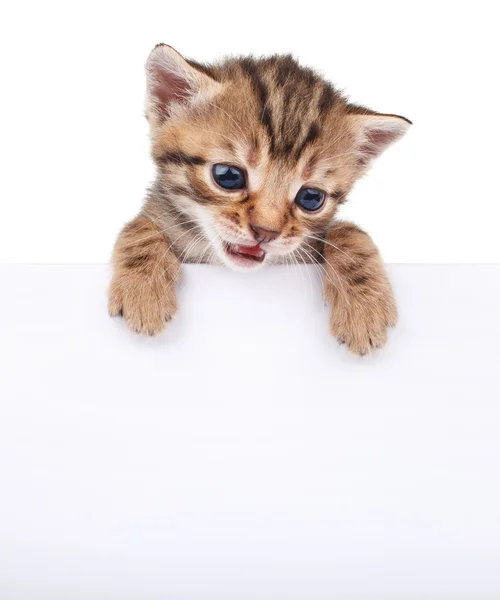 Brown kitten with empty board — Stock Photo, Image