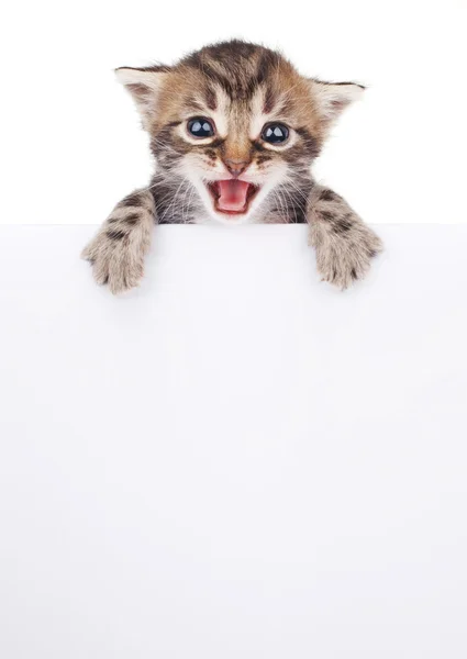 Gatinho bonito espreitando para fora — Fotografia de Stock