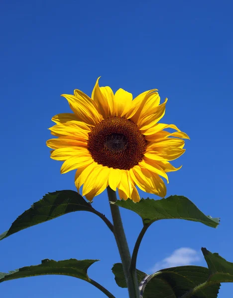 Sunflower under blue sky — Stock Photo, Image