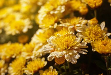 sarı calendula bush