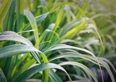 çimenlerin üzerinde damlacıklar