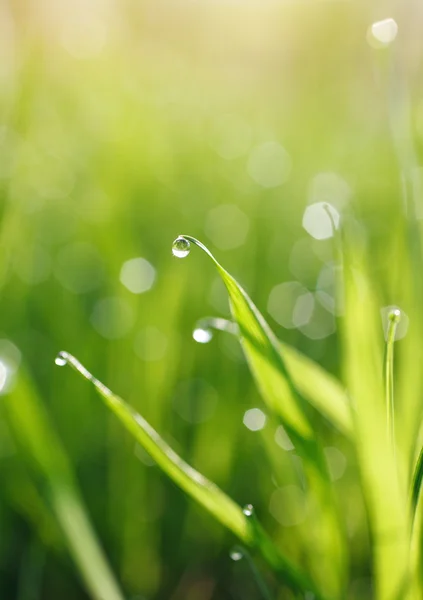 Grünes Gras mit Tautropfen — Stockfoto