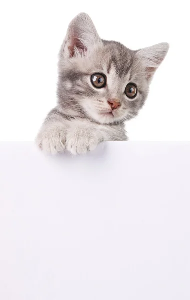 Graue Katze mit weißem Brett — Stockfoto