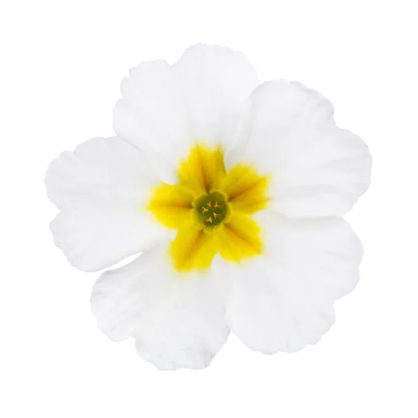 White  Primula — Stock Photo, Image