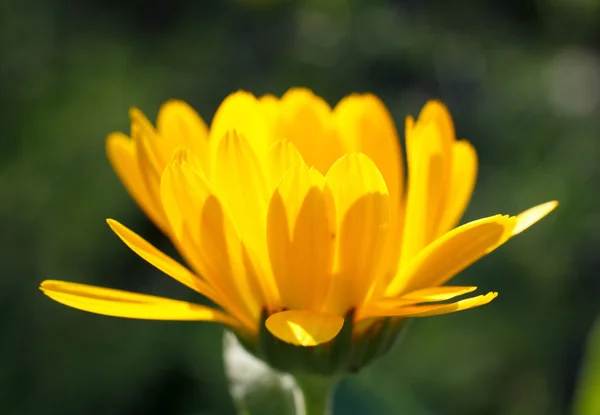 Yellow calendula — Stock Photo, Image