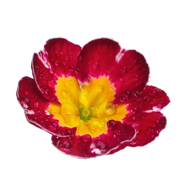 Primula rosa con gocce di rugiada — Foto Stock