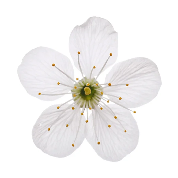 Single flower of cherry blossom — Stock Photo, Image