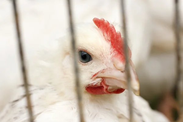 White chicken — Stock Photo, Image