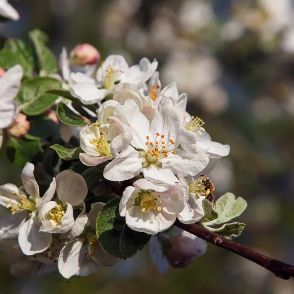 Flores de cereja de primavera — Fotografia de Stock