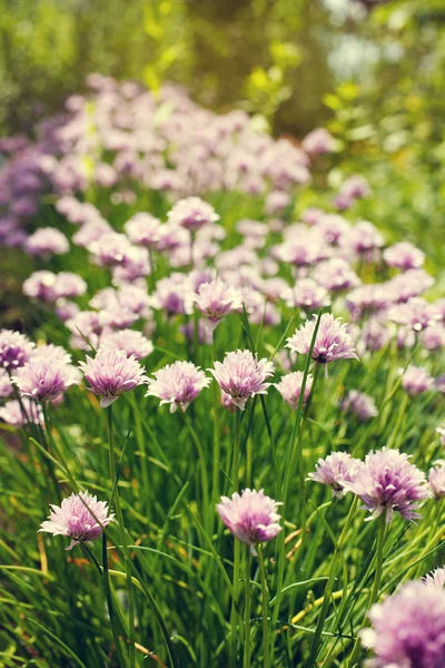 Světle fialový květ květ — Stock fotografie