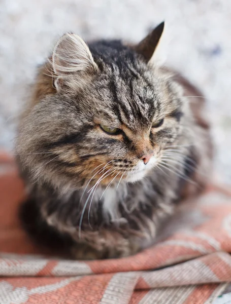 Braune Katze — Stockfoto