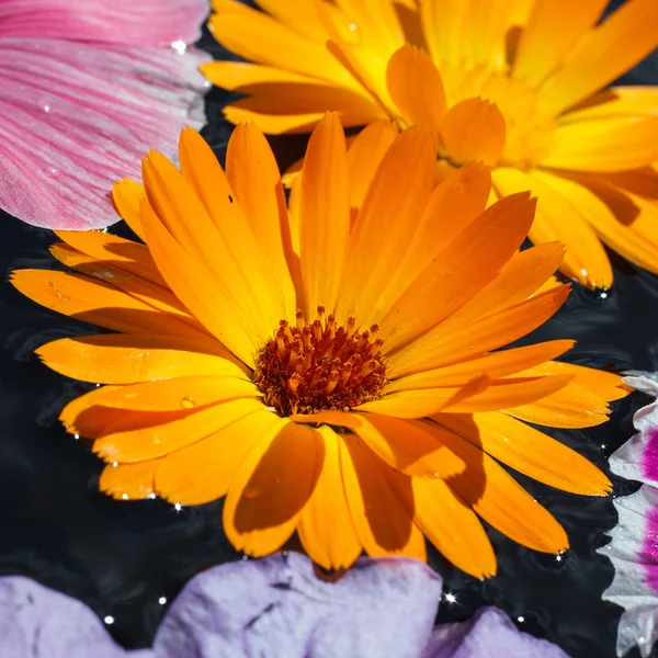 Flores de colores con gotas de rocío —  Fotos de Stock