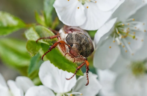 Chafer — Stock Photo, Image