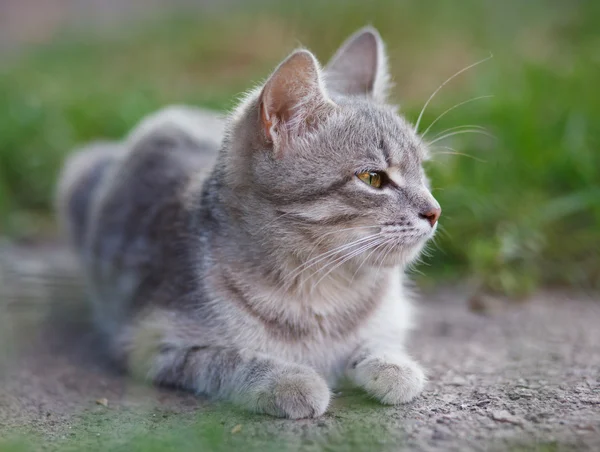 Gato gris — Foto de Stock