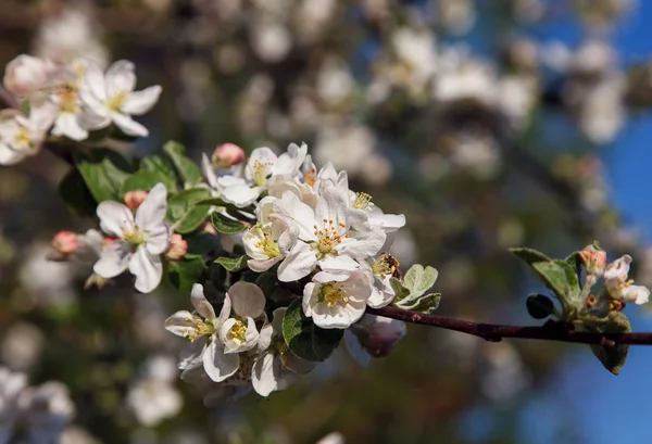 Flores de cereja de primavera — Fotografia de Stock