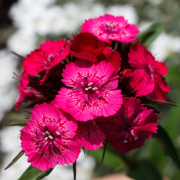 빨간 꽃다발 — 스톡 사진