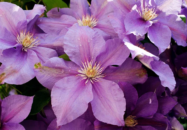 Purple flowers with dew drops — Stock Photo, Image