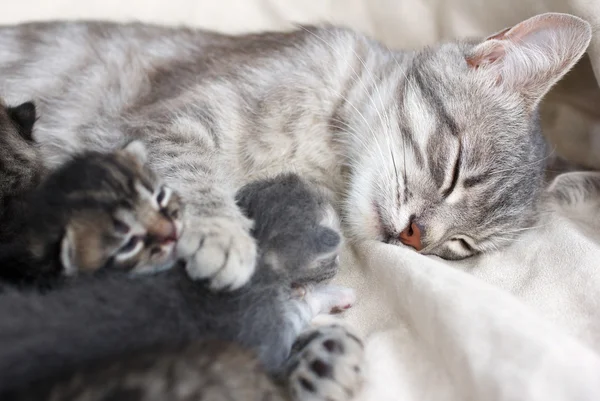 Madre gatto alimentazione gattini — Foto Stock