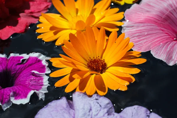 Flores de colores con gotas de rocío —  Fotos de Stock