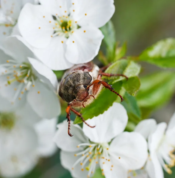 Chafer — Stock Photo, Image