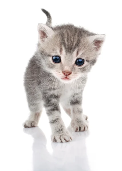 Gatinho cinzento bonito — Fotografia de Stock